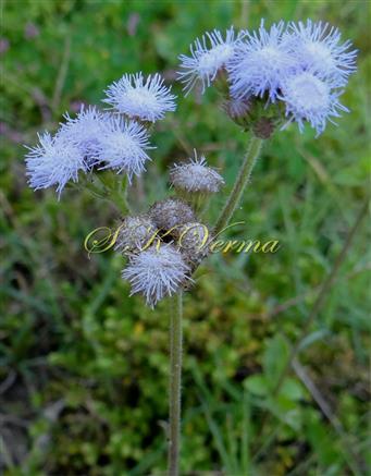  Inflorescences